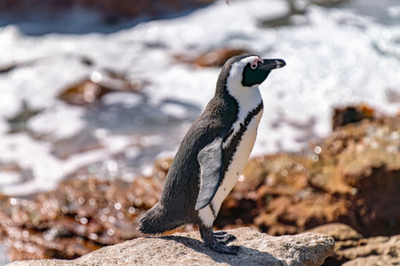 African penguin, or jackass penguin, or Spheniscus demersus, or Cape penguin, in the colony of Boulders Beach near Simons Town, South Africaの写真素材