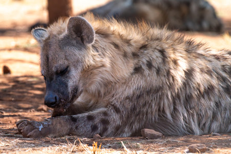 Close up of a spotted hyena (Crocuta crocuta), also known as the laughing hyena, eating remains of lion kill in Kgalagadi Transfrontier Park, South Africaの写真素材