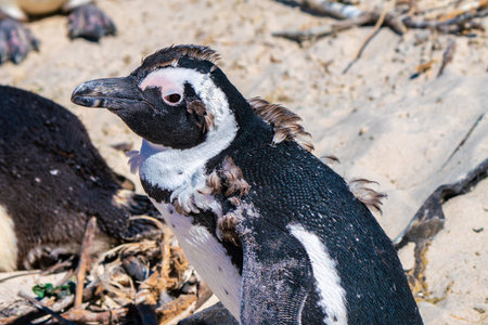 Young penguin, colony of Boulders Beach near Simons Town, South Africaの写真素材