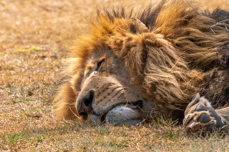 Close up of a lion, Panthera leo, in Kruger National Park, South Africa