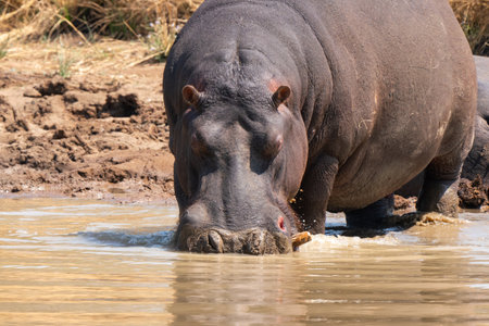 Close up of Hippo in the lake water, in Kruger National Park, South Africa