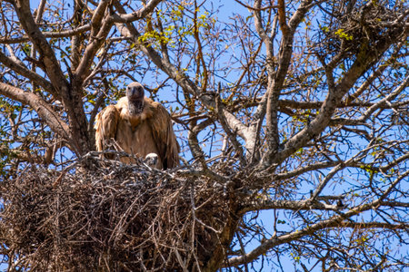 Cape vulture, or Cape griffon, or Gyps coprotheres, in Kruger National Park, South Africaの写真素材