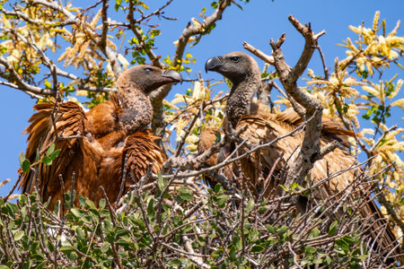 Cape vulture, or Cape griffon, or Gyps coprotheres, in Kruger National Park, South Africaの写真素材