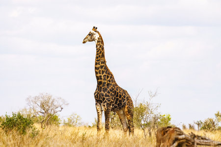 Giraffes in the Kruger National Park, South Africaの写真素材