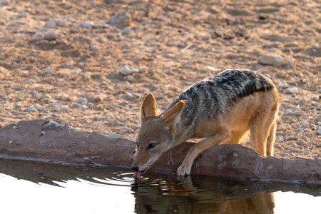 Black backed jackal, Lupulella mesomelas, drinks water in a pool in Kgalagadi Transfrontier Park, South Africaの写真素材