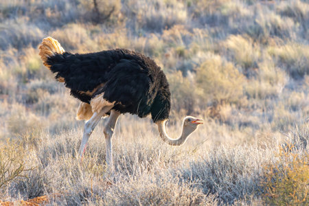 South African ostrich, Struthio camelus australis, or black-necked ostrich, or Cape ostrich or southern ostrich in Kgalagadi Transfrontier Park, South Africaの写真素材