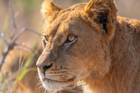 Close up of a young Lion, Panthera leo, in Kruger National Park, South Africaの写真素材
