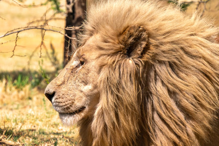 Close up of a lion, Panthera leo, in Kruger National Park, South Africaの写真素材