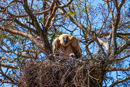 Cape vulture, or Cape griffon, or Gyps coprotheres, in Kruger National Park, South Africaの写真素材