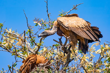 Cape vulture, or Cape griffon, or Gyps coprotheres, in Kruger National Park, South Africaの写真素材