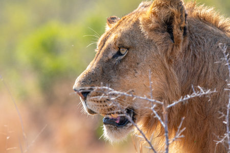 Close up of a young Lion, Panthera leo, in Kruger National Park, South Africaの写真素材