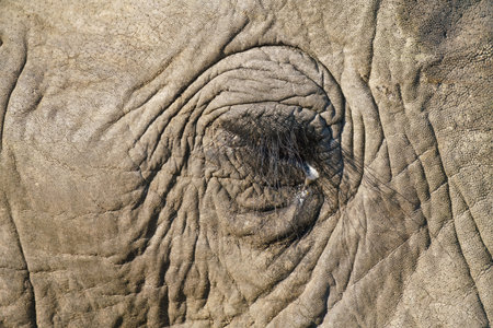 Close-up of an elephant's eye, in the Kruger National Park, South Africaの写真素材