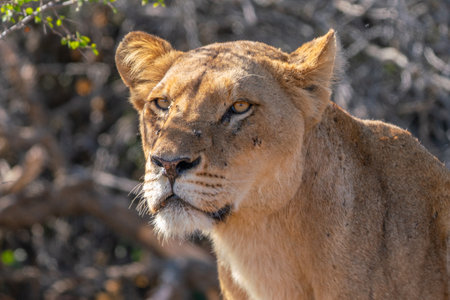 Close up of lioness, female lion, in Kruger National Park, South Africaの写真素材