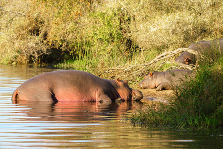 Hippos relaxing in Kruger National Park, South Africaの写真素材
