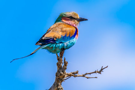 Lilac breasted roller, Coracias caudatus, in Kruger National Park, South Africaの写真素材