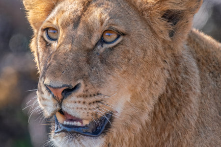 Close up of a young Lion, Panthera leo, in Kruger National Park, South Africaの写真素材