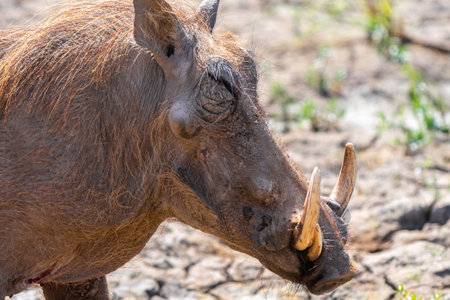 Desert warthog, or Phacochoerus aethiopicus, in Kruger National Park, South Africaの写真素材