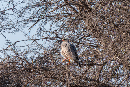 Pale chanting goshawk, or Melierax canorus, in Kgalagadi Transfrontier Park, South Africaの写真素材