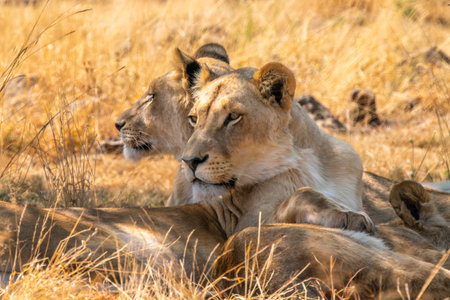 Close up of lioness, female lion, in Kruger National Park, South Africaの写真素材