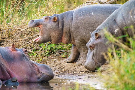 Hippos relaxing in Kruger National Park, South Africaの写真素材