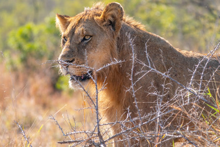 Close up of a young Lion, Panthera leo, in Kruger National Park, South Africaの写真素材