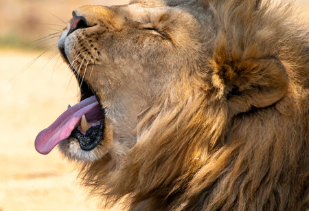 Close-up of the jaws of a roaring lion, in Kruger National Park, South Africaの写真素材