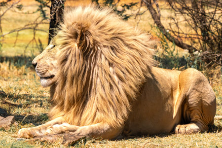 Close up of a lion, Panthera leo, in Kruger National Park, South Africaの写真素材