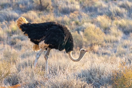 South African ostrich, Struthio camelus australis, or black-necked ostrich, or Cape ostrich or southern ostrich in Kgalagadi Transfrontier Park, South Africaの写真素材