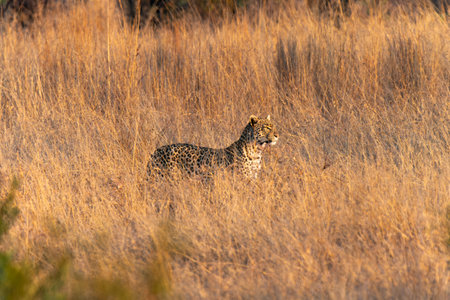 Leopard, or Panthera pardus, hunting for a prey in Pilanesberg National Park, South Africaの写真素材