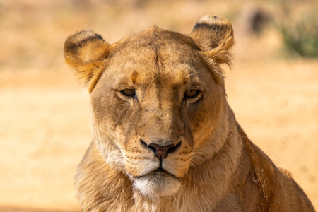 Close up of lioness, female lion, in Kruger National Park, South Africaの写真素材