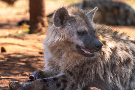 Close up of a spotted hyena (Crocuta crocuta), also known as the laughing hyena, eating remains of lion kill in Kgalagadi Transfrontier Park, South Africaの写真素材