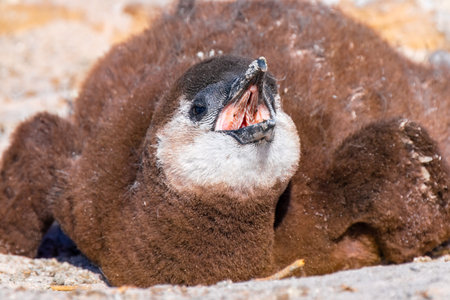 Close up of african penguin chick in the nest asking for food, in the colony of Boulders Beach near Simons Town, South Africaの写真素材
