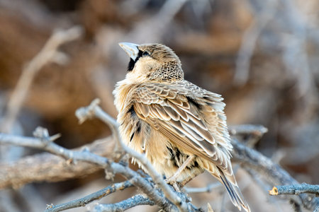 Sociable Weaver, or Philetairus socius, in Kgalagadi Transfrontier Park, South Africaの写真素材