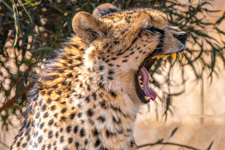 Close up of a roaring cheetah looking for a prey in Kgalagadi Transfrontier Park, South Africaの写真素材