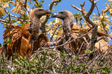 Cape vulture, or Cape griffon, or Gyps coprotheres, in Kruger National Park, South Africaの写真素材
