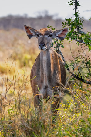Greater Kudu, Kruger National Park, South Africaの写真素材