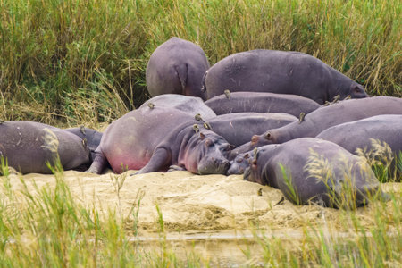 Birds oxpeckers helping hippo by removing parasites like ticks, in Kruger National Park, South Africaの写真素材