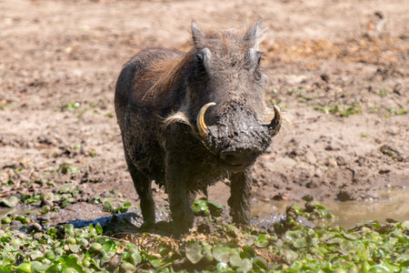 Desert warthog, or Phacochoerus aethiopicus, in Kruger National Park, South Africa
