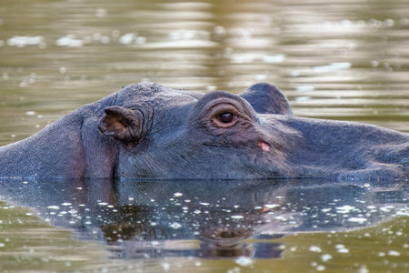 Close up of Hippo in the lake water, in Kruger National Park, South Africaの写真素材