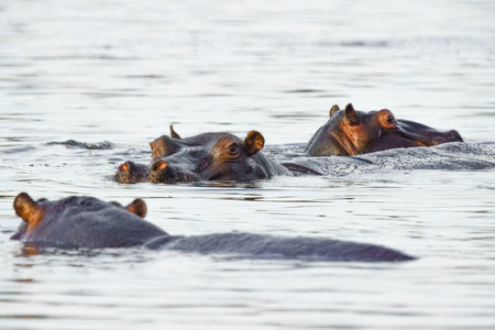 Close up of Hippo in the lake water, in Kruger National Park, South Africaの写真素材