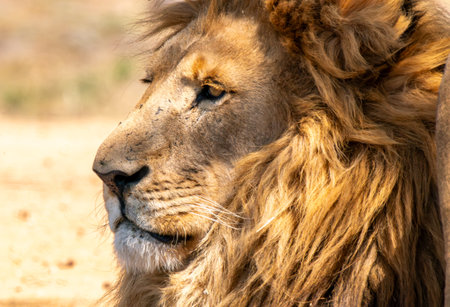 Close up of a lion, Panthera leo, in Kruger National Park, South Africaの写真素材