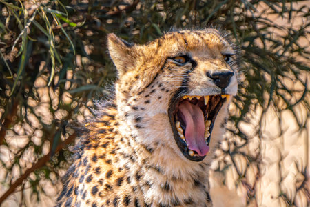 Close up of a roaring cheetah looking for a prey in Kgalagadi Transfrontier Park, South Africaの写真素材