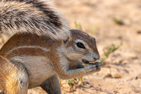 Close up of cape ground squirrel or South African ground squirrel, or Geosciurus inauris, searching for food in Kgalagadi Transfrontier Park, South Africaの写真素材