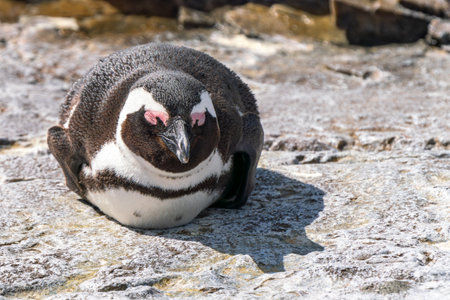 African penguin, or jackass penguin, or Spheniscus demersus, or Cape penguin, in the colony of Boulders Beach near Simons Town, South Africaの写真素材