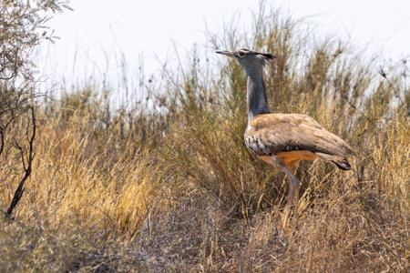 Kori bustard, or Ardeotis kori, Kgalagadi Transfrontier Park, South Africaの写真素材