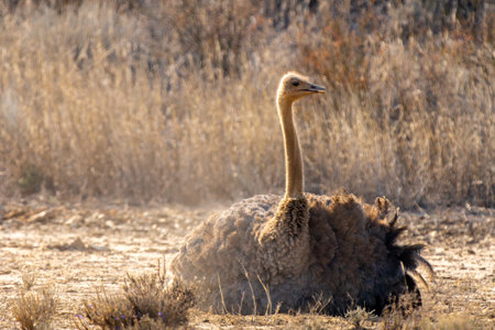 Close up of an Ostrich taking a dust bath in Kgalagadi Transfrontier Park, South Africaの写真素材