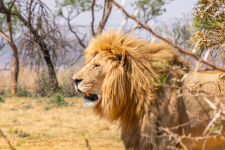 Close up of a lion, Panthera leo, in Kruger National Park, South Africaの写真素材