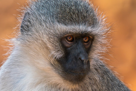 Close up of baboon in the Kruger National Park, South Africaの写真素材