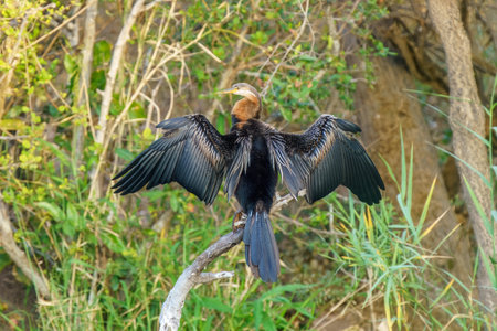African darter, or Anhinga rufa, or Snakebird in Kruger National Park, South Africaの写真素材
