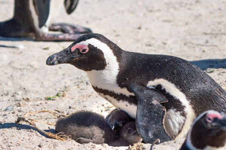 African penguin protects the chicks in the nest in the colony of Boulders Beach near Simons Town, South Africaの写真素材